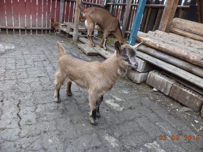 Cezarel ciucurel cu cercei