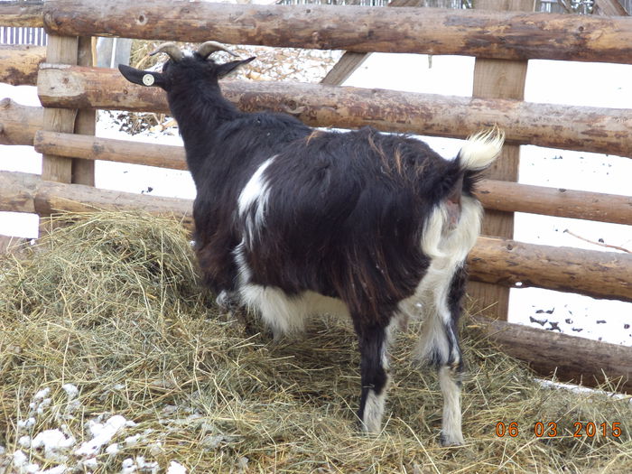 Cred ca doi iezi are