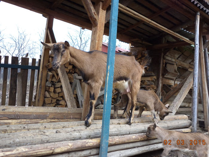 Echilibristica pe barne