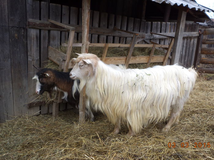 Ele sant mai linistite