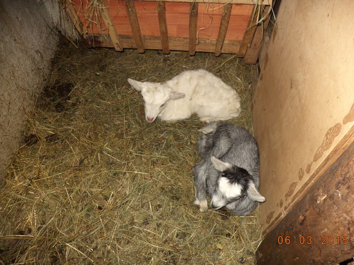 Iezii fatati de curand-2