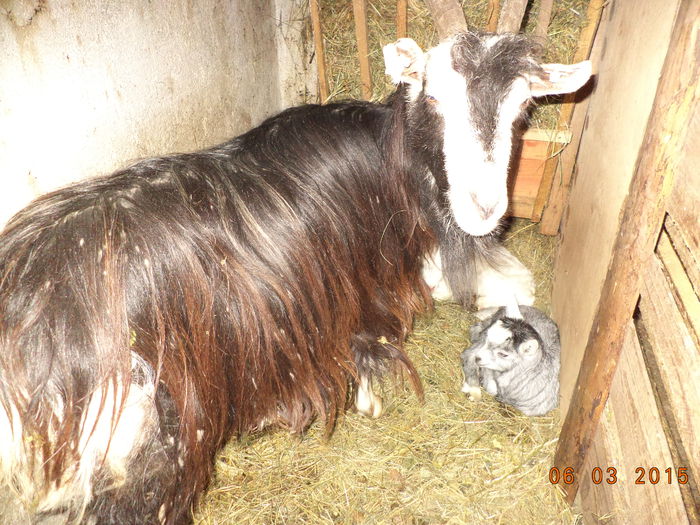 Iezii fatati in 27 feb