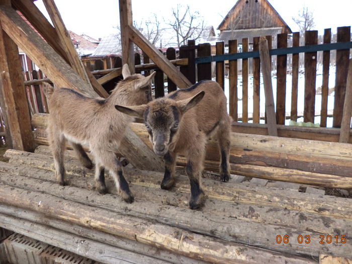 Iezisorii fara coarne