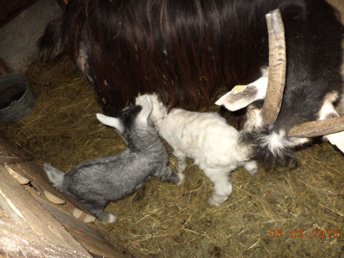 Mititeii vor sa suga