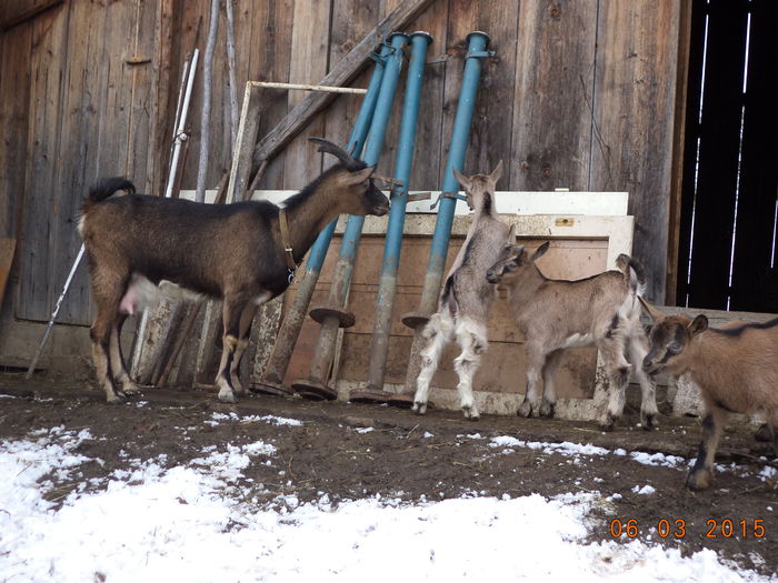 Negruta cu iezii toti-4