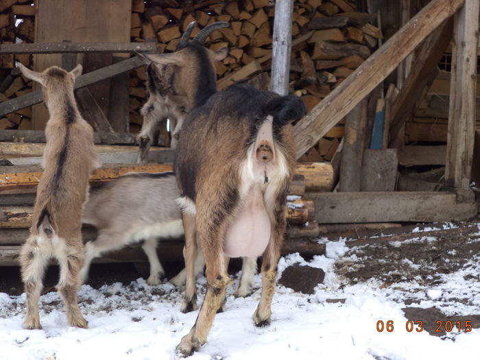 Negruta cu iezii-2 - FATARI ALPINELE-2015-IEZISORII