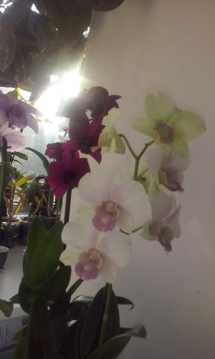 CAM00417 - flori 2015