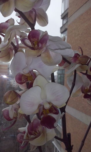 CAM00428 - flori 2015