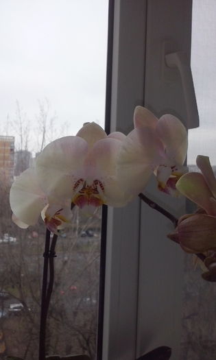 CAM00430 - flori 2015