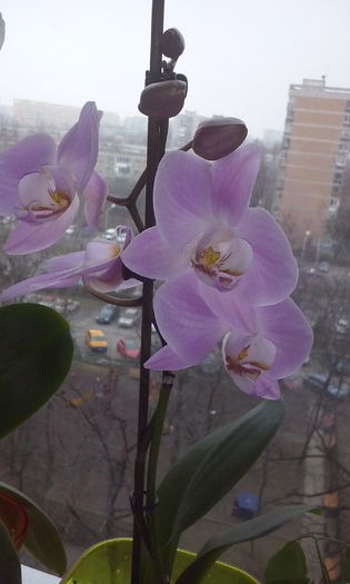 CAM00447 - flori 2015