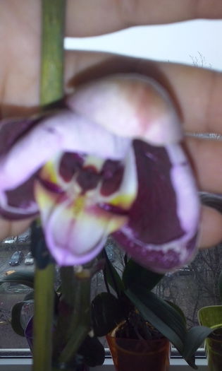 CAM00448 - flori 2015