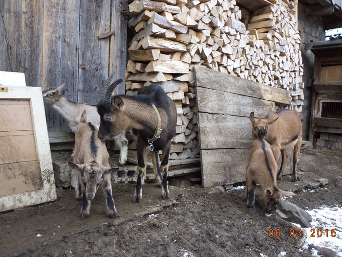 Negruta cu patru iezi - FATARI ALPINELE-2015-IEZISORII