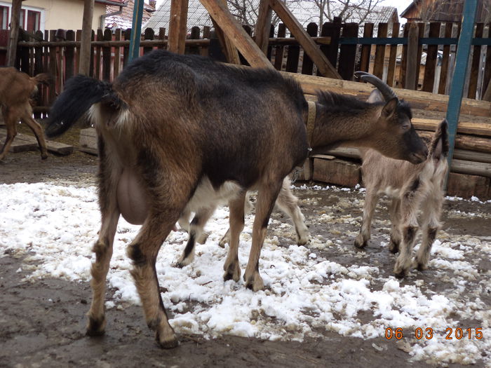 Negruta grijulie - FATARI ALPINELE-2015-IEZISORII