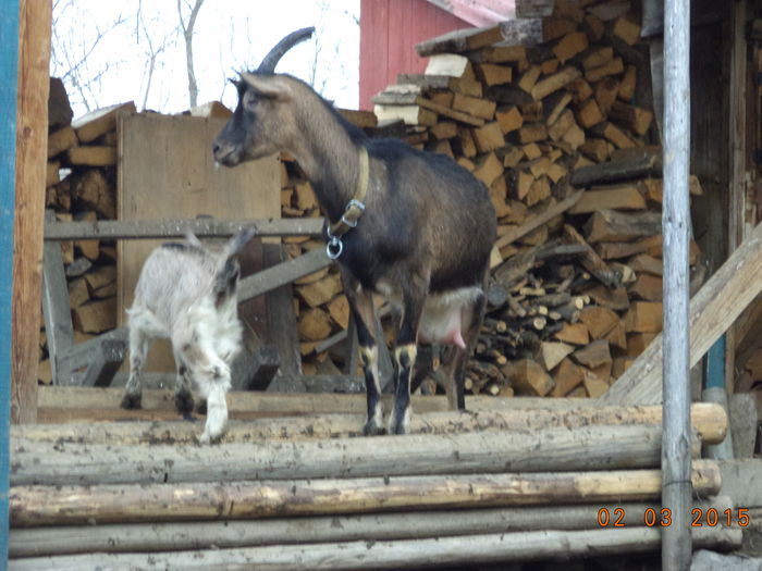 Negruta ieduta-93 - FATARI ALPINELE-2015-IEZISORII