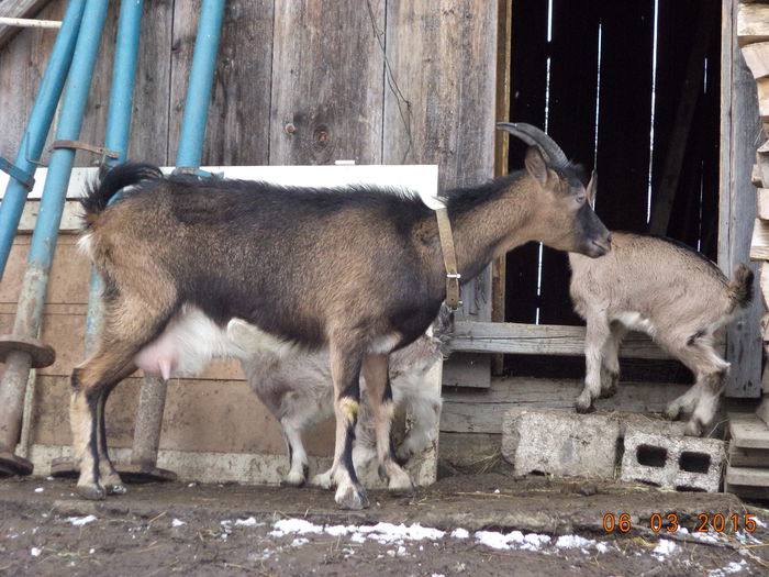 Negruta la joaca cu iezii-5 - FATARI ALPINELE-2015-IEZISORII