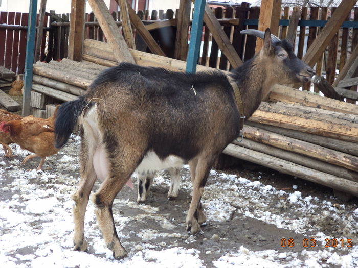 Negruta mititica-5 - FATARI ALPINELE-2015-IEZISORII