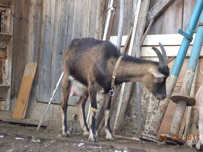 Negruta pe afara - FATARI ALPINELE-2015-IEZISORII