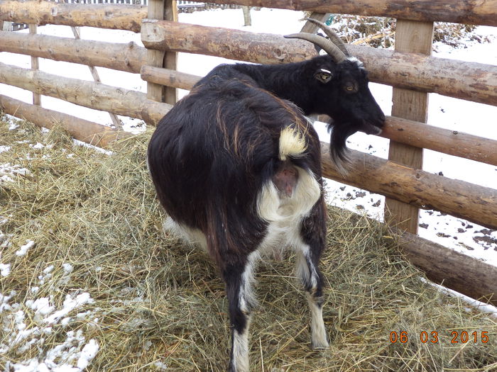Numai sa fete fara probleme - FATARI ALPINELE-2015-IEZISORII