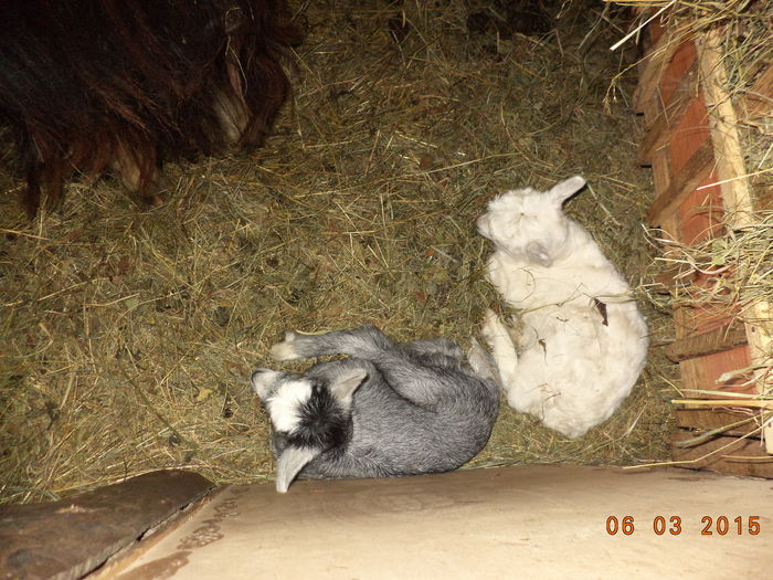 Sant doua iedute - FATARI ALPINELE-2015-IEZISORII