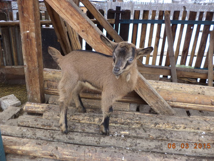 Tapucul fara coarne de la Caprioara - FATARI ALPINELE-2015-IEZISORII