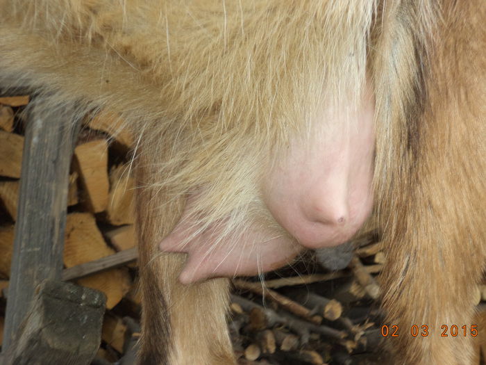 Ugerul la Caprioara - FATARI ALPINELE-2015-IEZISORII