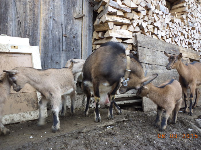 Ugerul lui Negruta-1 - FATARI ALPINELE-2015-IEZISORII