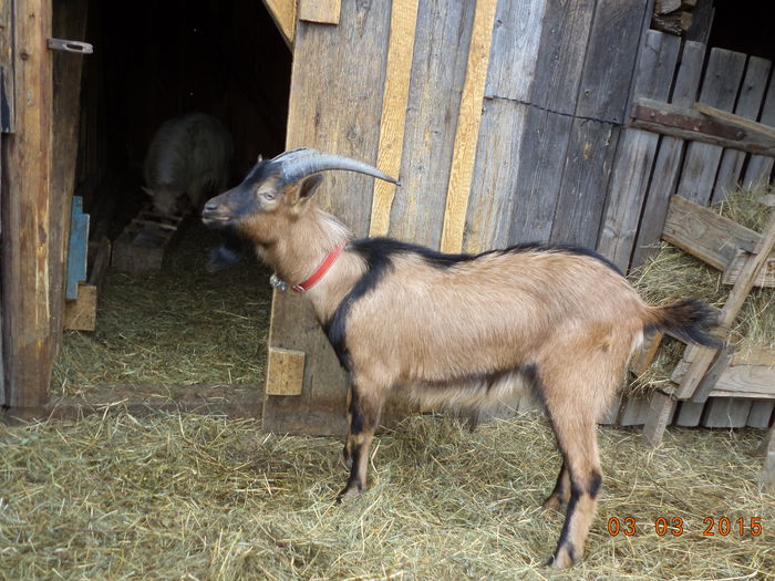 Un an si doua luni are - FATARI ALPINELE-2015-IEZISORII