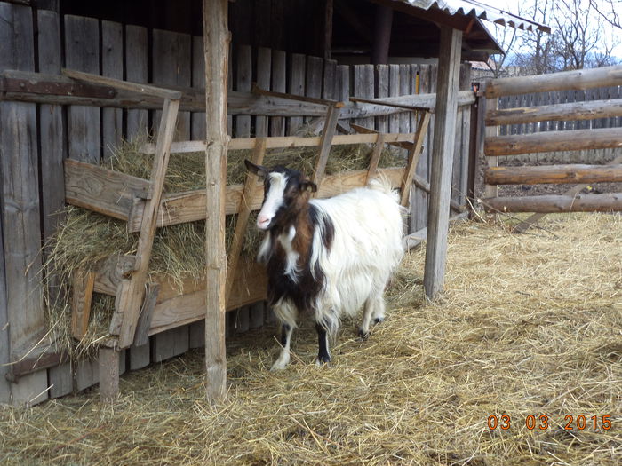 Violeta caprita tanara - FATARI ALPINELE-2015-IEZISORII
