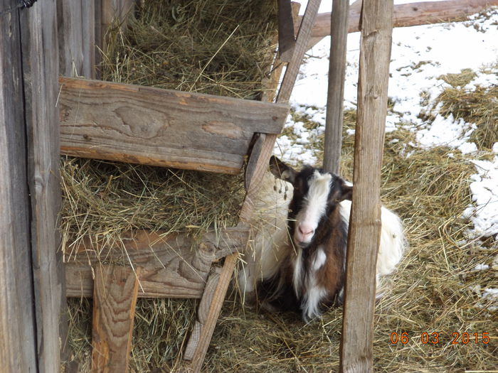 Violeta rumega incet - FATARI ALPINELE-2015-IEZISORII
