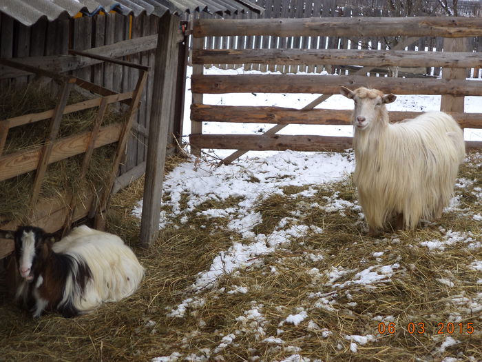 Violeta si Albaneza - FATARI ALPINELE-2015-IEZISORII