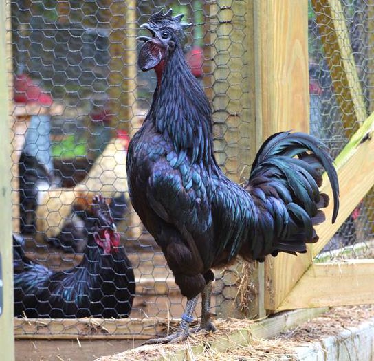 Black Rooster Ayam Cemani _n; Black Rooster Ayam Cemani
