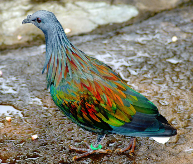 Nicobar Pigeon bow-animals-71__880 - CURIOZITATI REALE