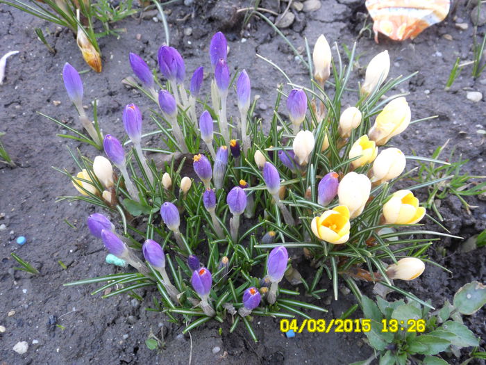 CROCUS-BRINDUSE