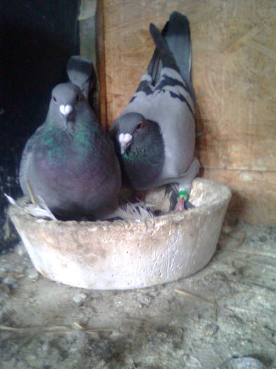 M de la expozitie Valenii de Munte