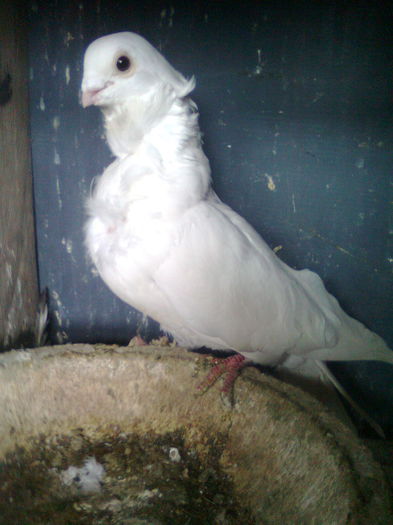 M Pescarus Chinezesc