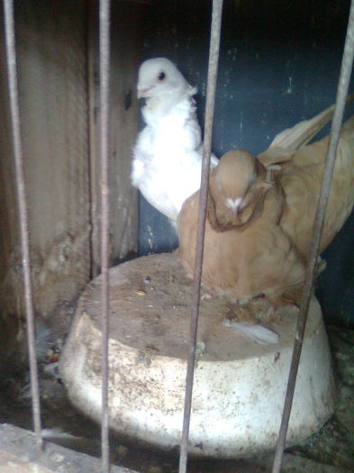 Pereche Pescarusi Chinezesti