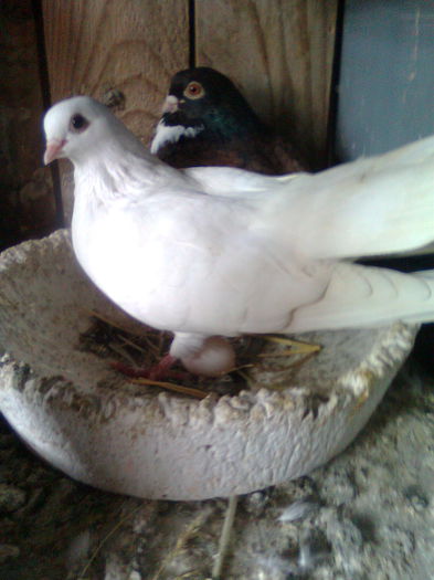 Pereche orbeteni oul