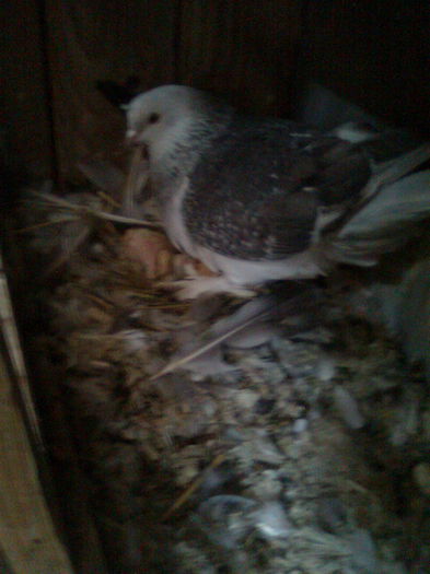 Takla un tata de nota 10