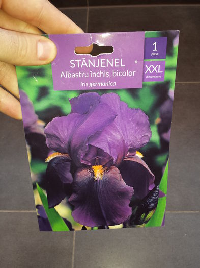 19 Achizitie primavara - Iris Albastru inchis, bicolor