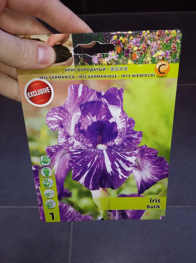 20 Achizitie primavara - Iris Batik - Plante de gradina - 2015