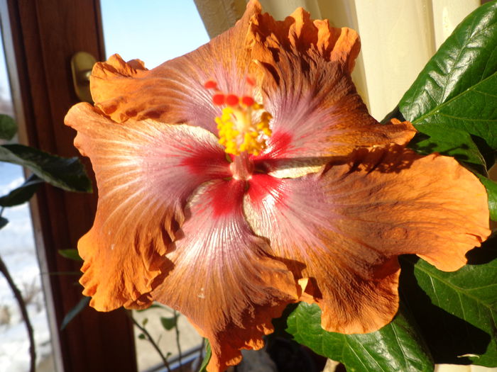 DSC05121 - HIBISCUS  TAHITIAN  SOPHISTICATION