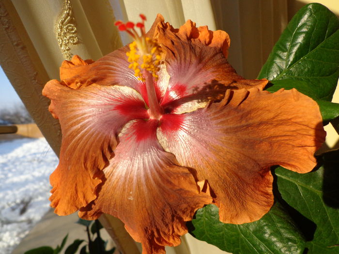 DSC05118 - HIBISCUS  TAHITIAN  SOPHISTICATION