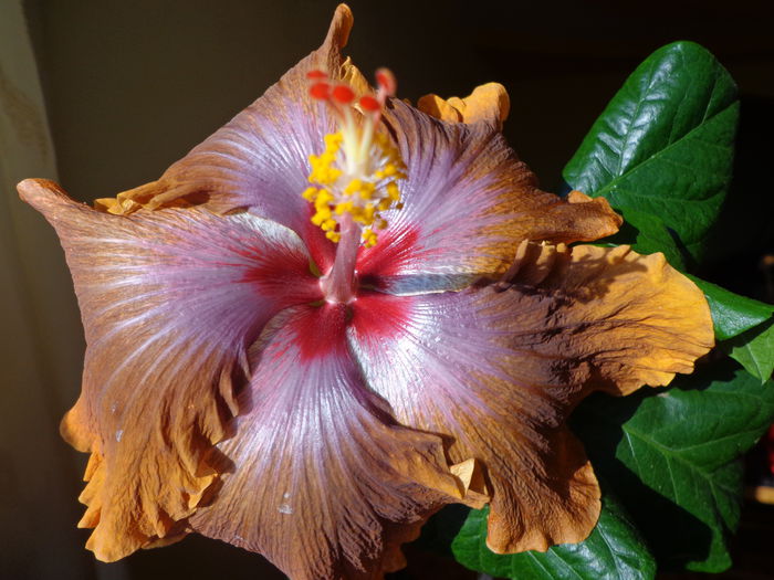 DSC05127 - HIBISCUS  TAHITIAN  SOPHISTICATION