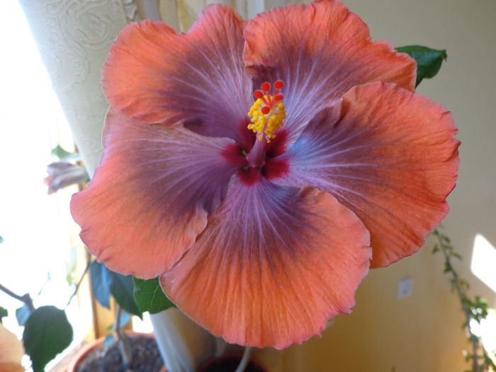 DSC05528 - HIBISCUS  TAHITIAN  SOPHISTICATION