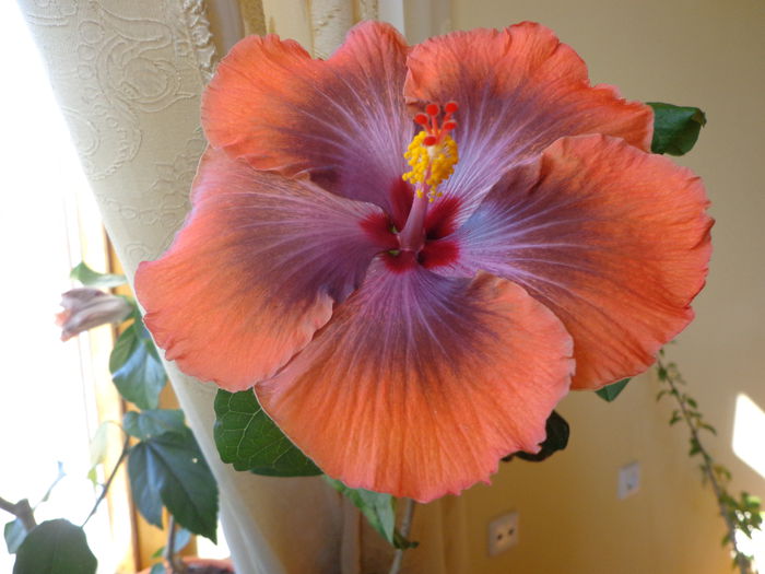 DSC05529 - HIBISCUS  TAHITIAN  SOPHISTICATION