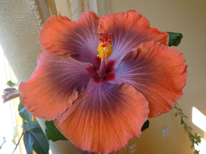 DSC05530 - HIBISCUS  TAHITIAN  SOPHISTICATION