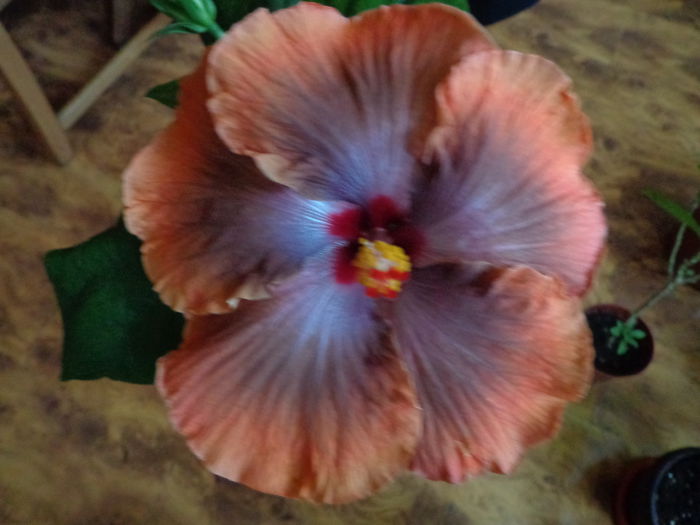 DSC05421 - HIBISCUS  TAHITIAN  SOPHISTICATION