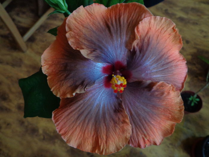 DSC05422 - HIBISCUS  TAHITIAN  SOPHISTICATION