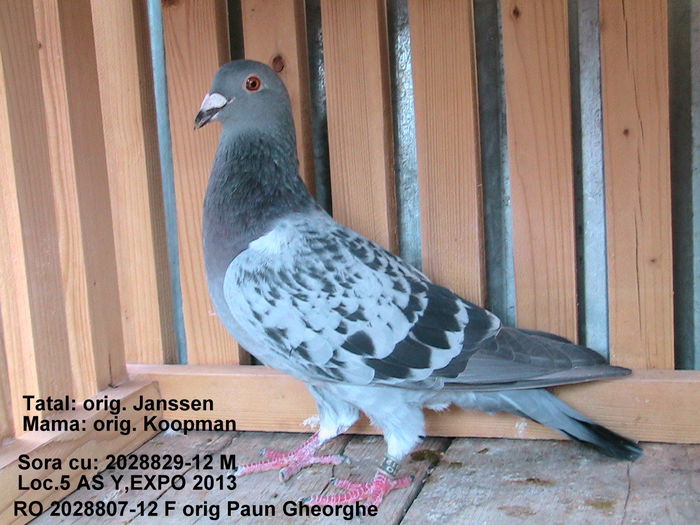 RO 2028807-12 F-150 lei