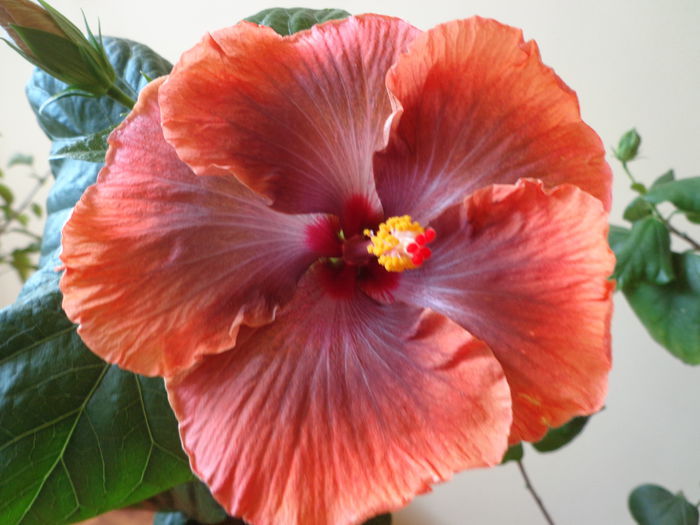 DSC05403 - HIBISCUS  TAHITIAN  SOPHISTICATION